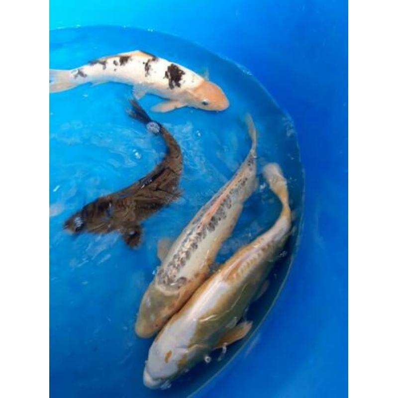 Mooie Japanse koi. 40/50cm