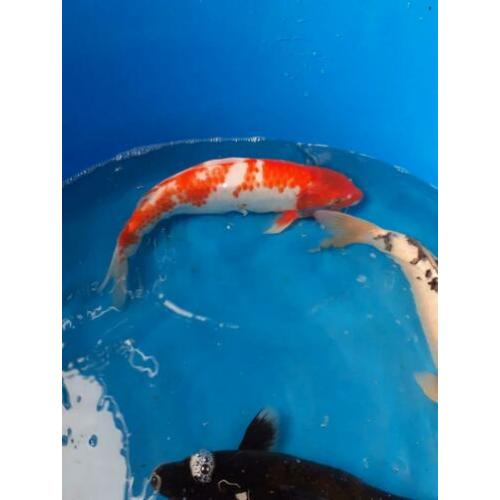 Mooie Japanse koi. 40/50cm