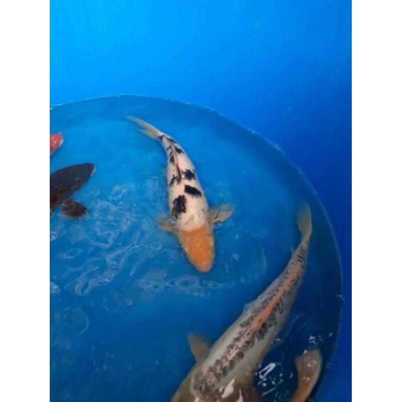 Mooie Japanse koi. 40/50cm