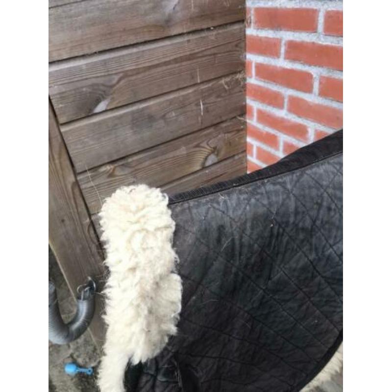 Schapenwol vzh dekje/ sjabrak