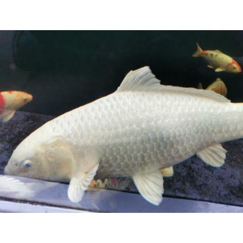 Japanse Koi karpers mooie grote exemplaren