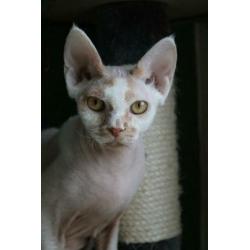 Devon rex kater met stamboom
