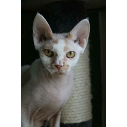 Devon rex kater met stamboom