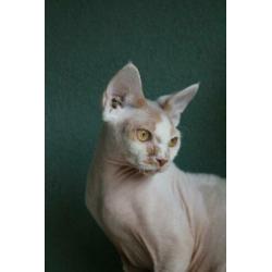 Devon rex kater met stamboom