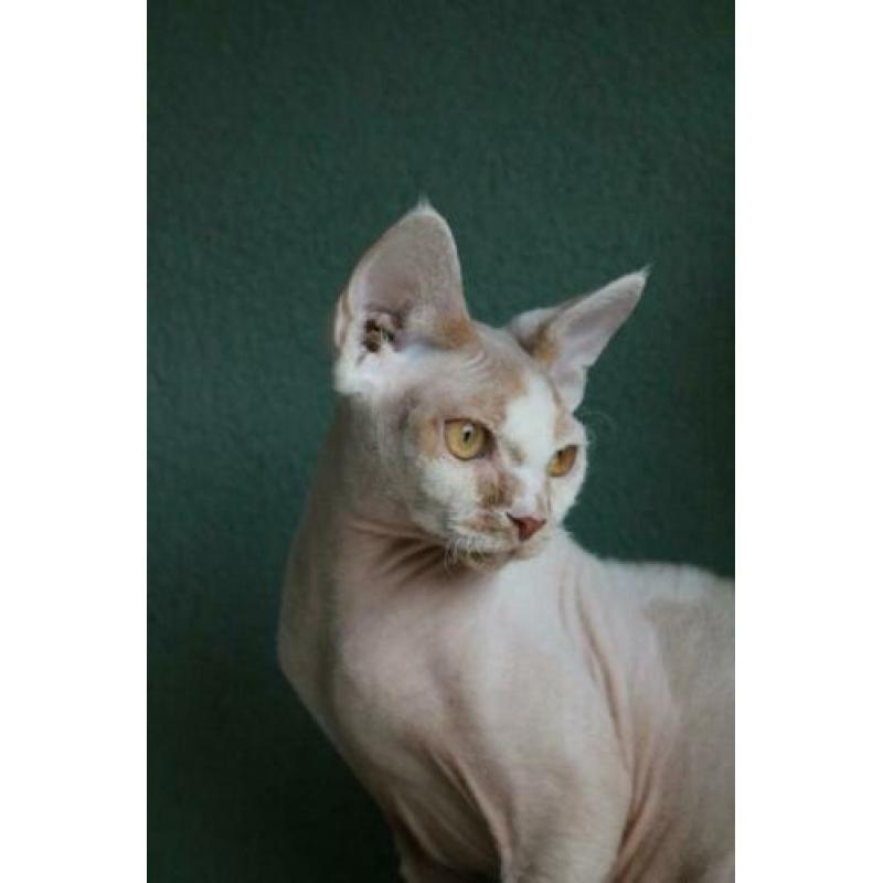 Devon rex kater met stamboom