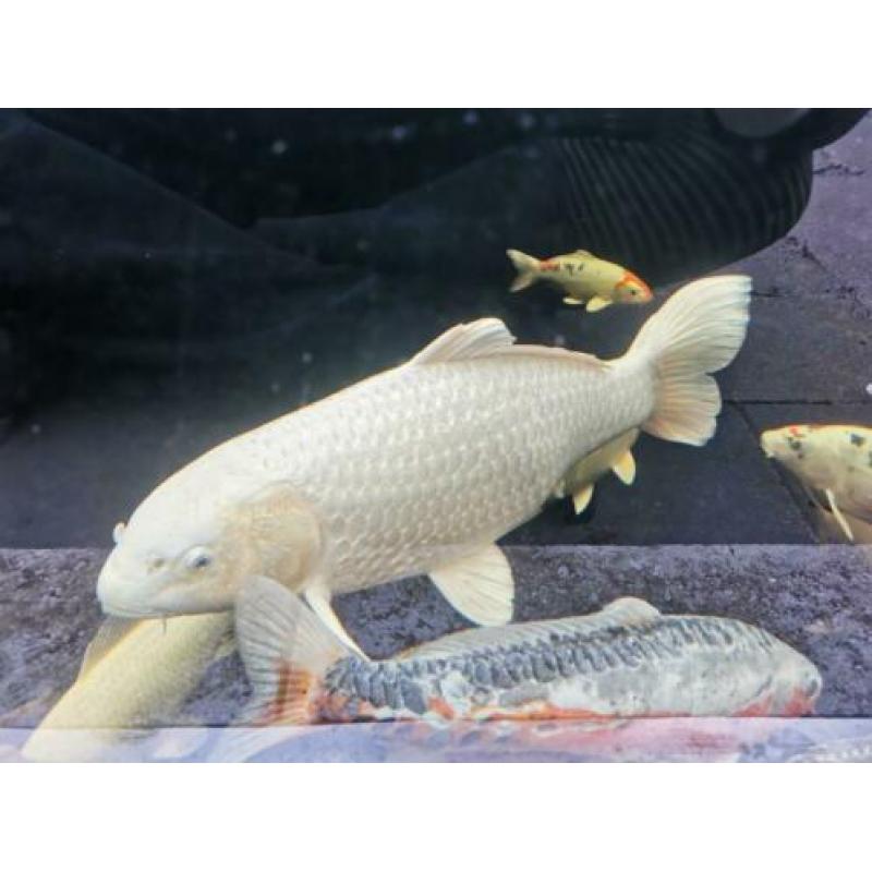 Japanse Koi karpers mooie grote exemplaren