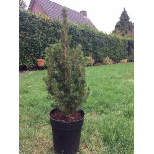 Picea glauca ‘Conica’ 10stuks, minikerstboom 40/50 cm
