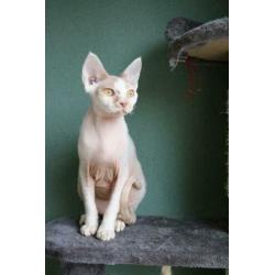 Devon rex kater met stamboom