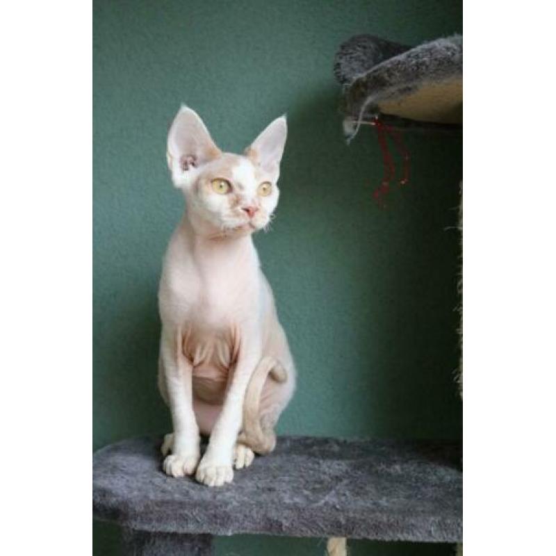 Devon rex kater met stamboom