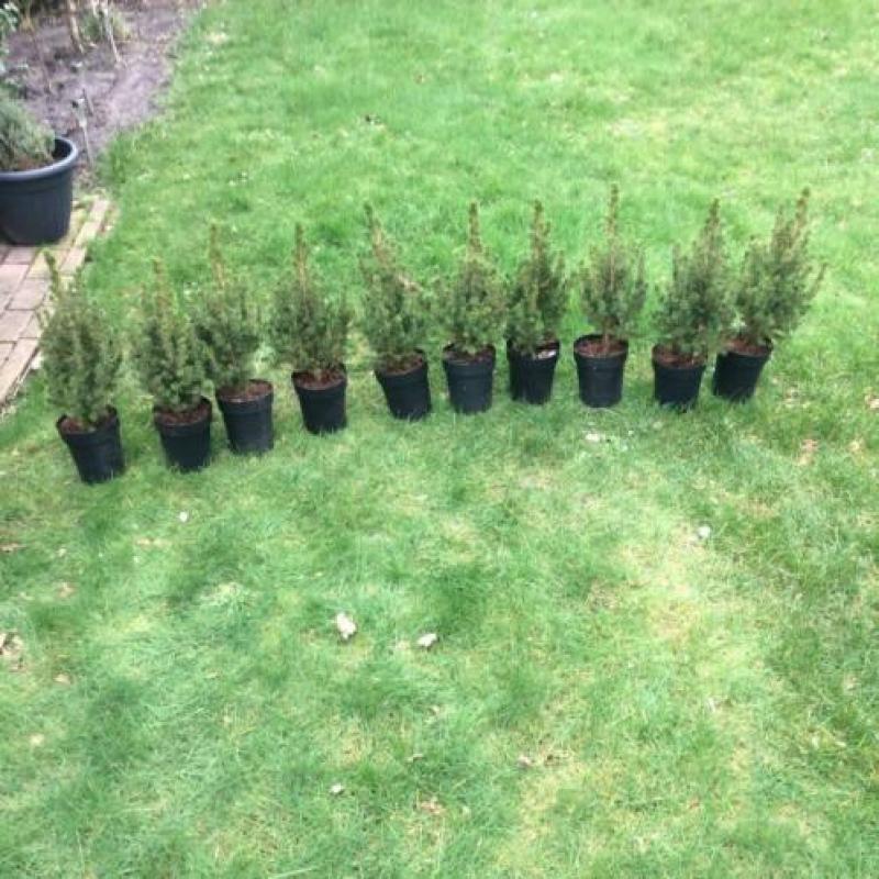 Picea glauca ‘Conica’ 10stuks, minikerstboom 40/50 cm