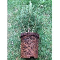Picea glauca ‘Conica’ 10stuks, minikerstboom 40/50 cm