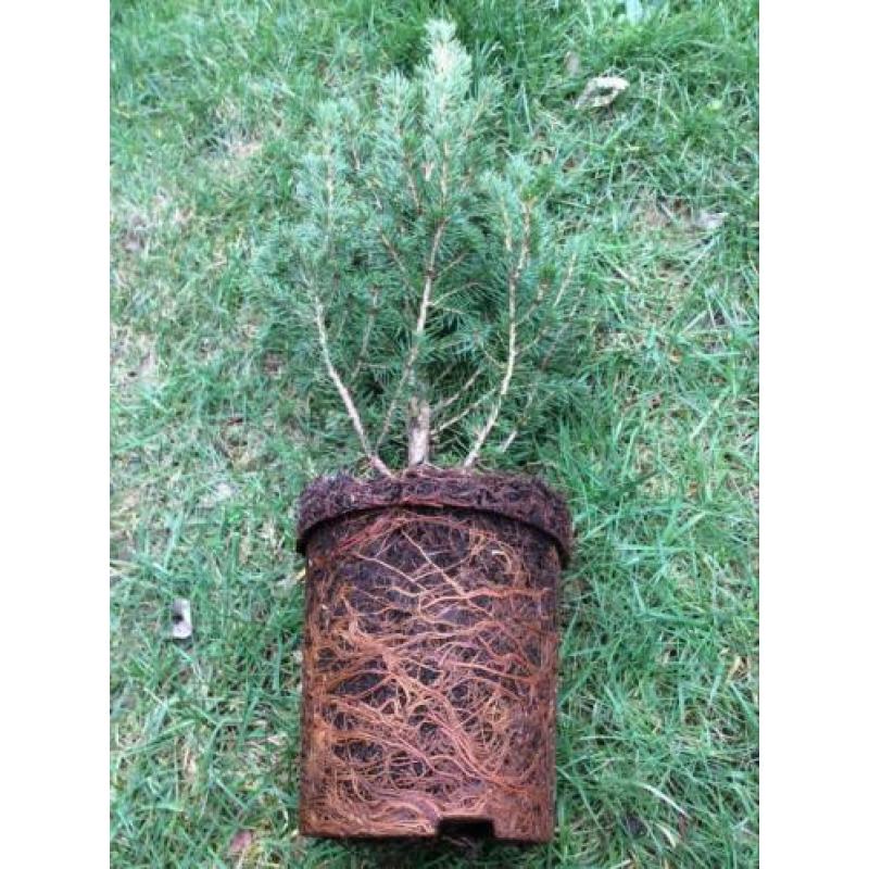 Picea glauca ‘Conica’ 10stuks, minikerstboom 40/50 cm