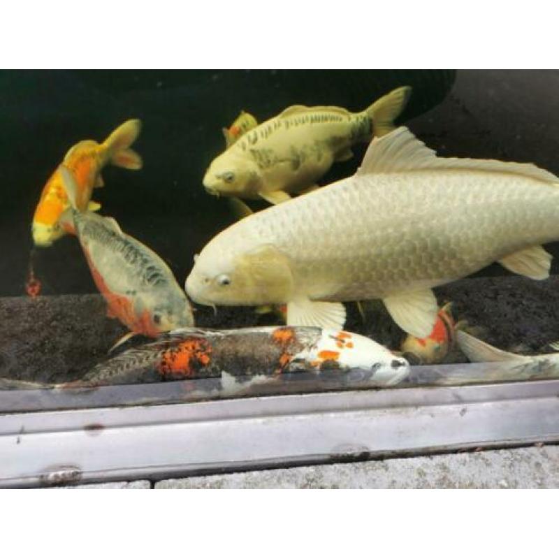 Japanse Koi karpers mooie grote exemplaren