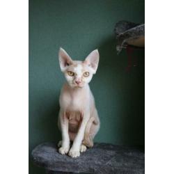Devon rex kater met stamboom