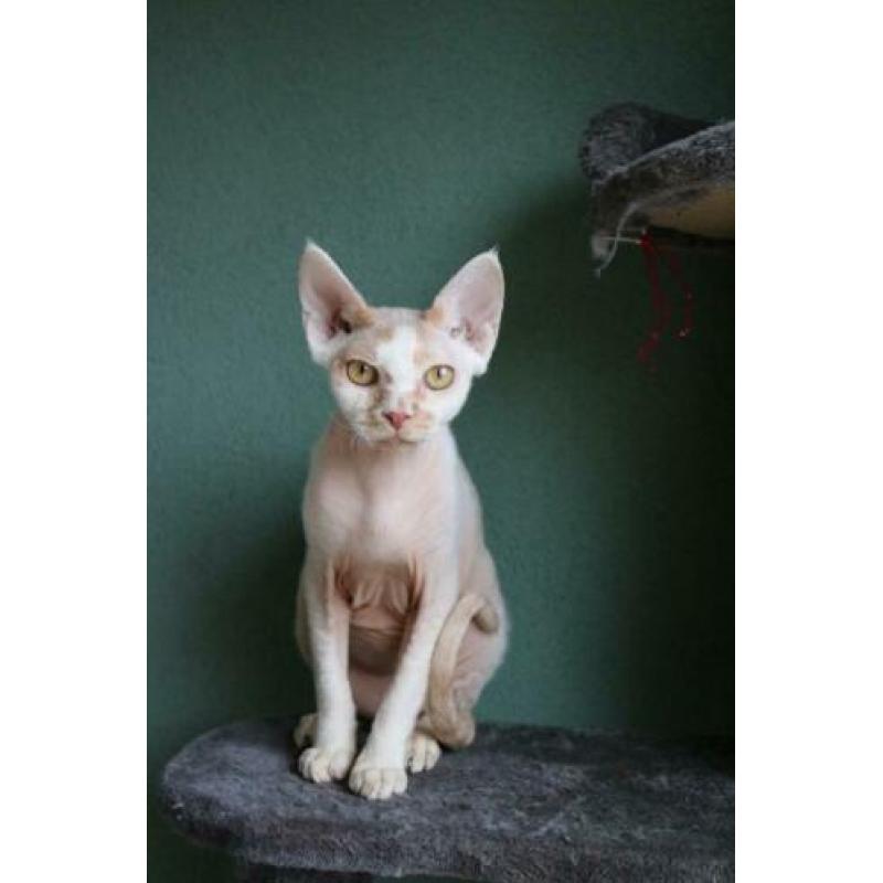 Devon rex kater met stamboom