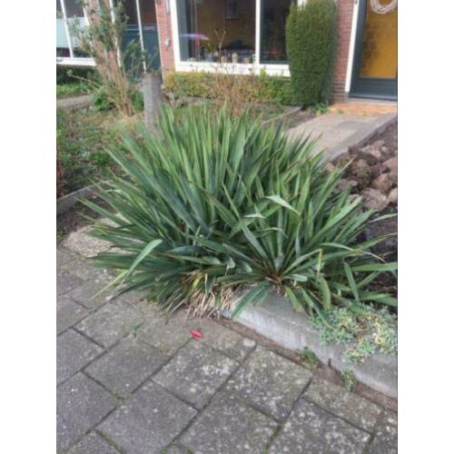 Te koop Yucca 2 stuks.