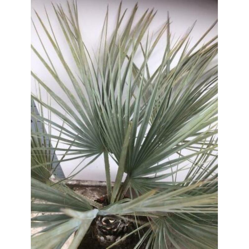 Brahea Aramata 150cm potmaat 40cm.blauwe winterharde Palm