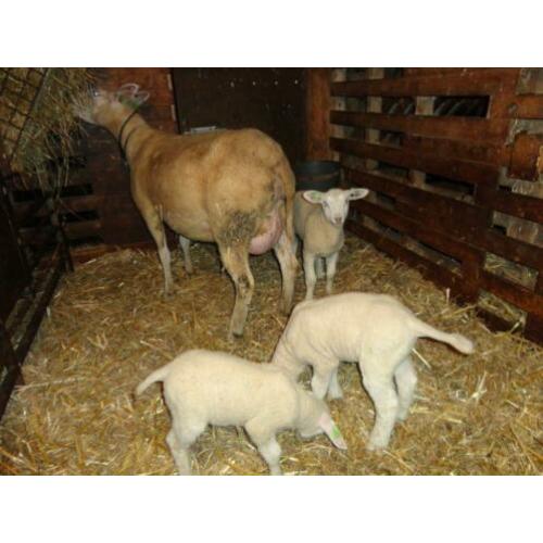Schaap met drie lammeren