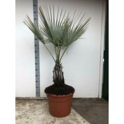 Brahea Aramata 150cm potmaat 40cm.blauwe winterharde Palm