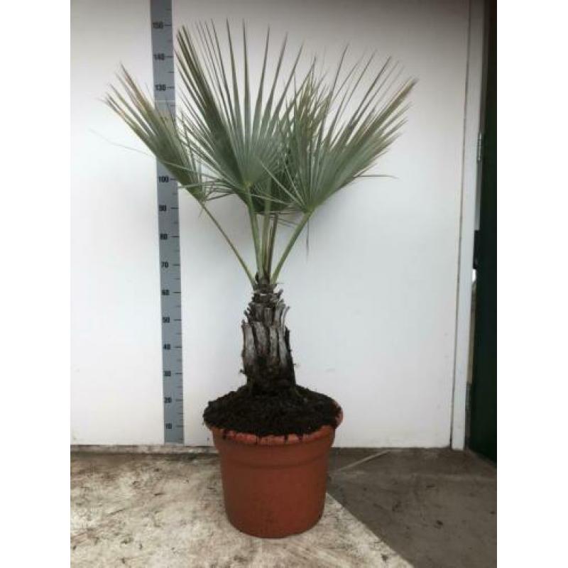 Brahea Aramata 150cm potmaat 40cm.blauwe winterharde Palm