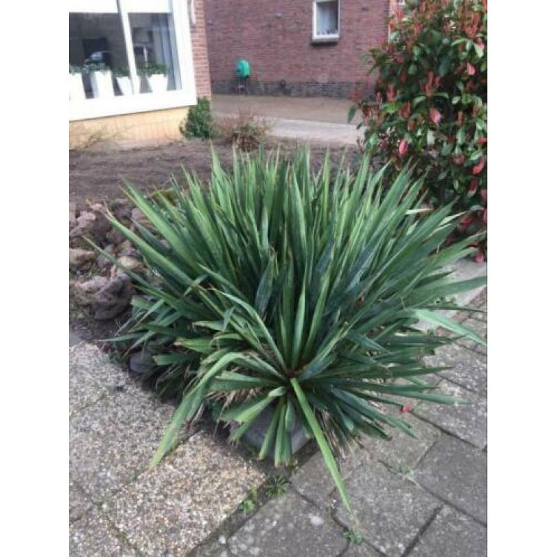 Te koop Yucca 2 stuks.