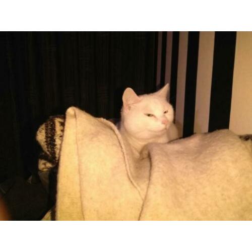 2 lieve poezen (europese korthaar)