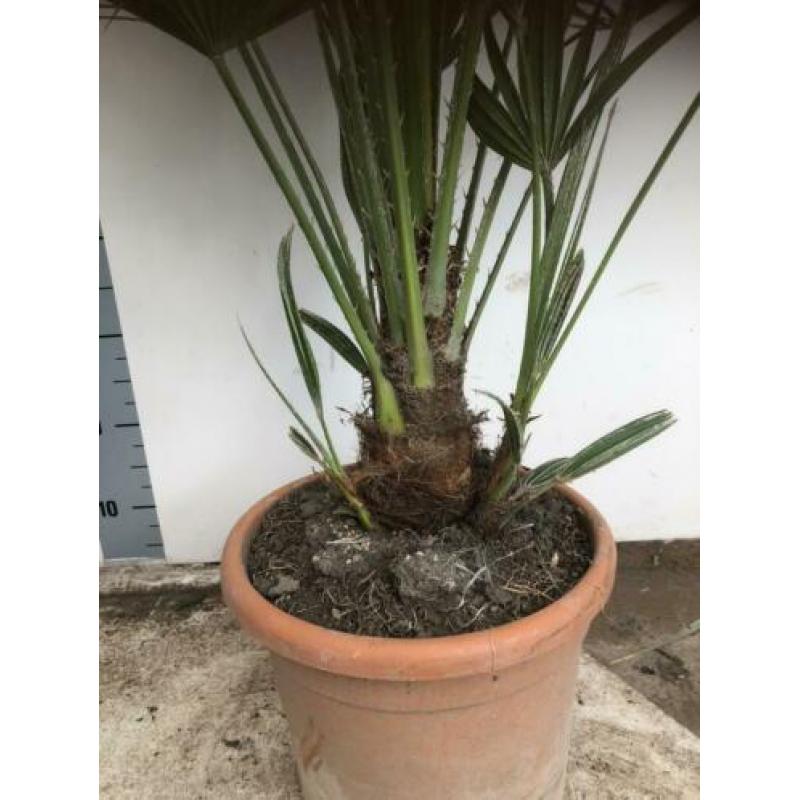 Brahea Aramata 150cm potmaat 40cm.blauwe winterharde Palm