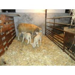 Schaap met drie lammeren