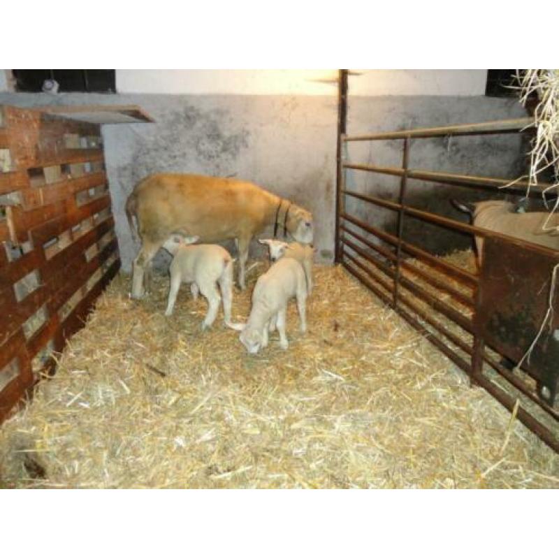 Schaap met drie lammeren
