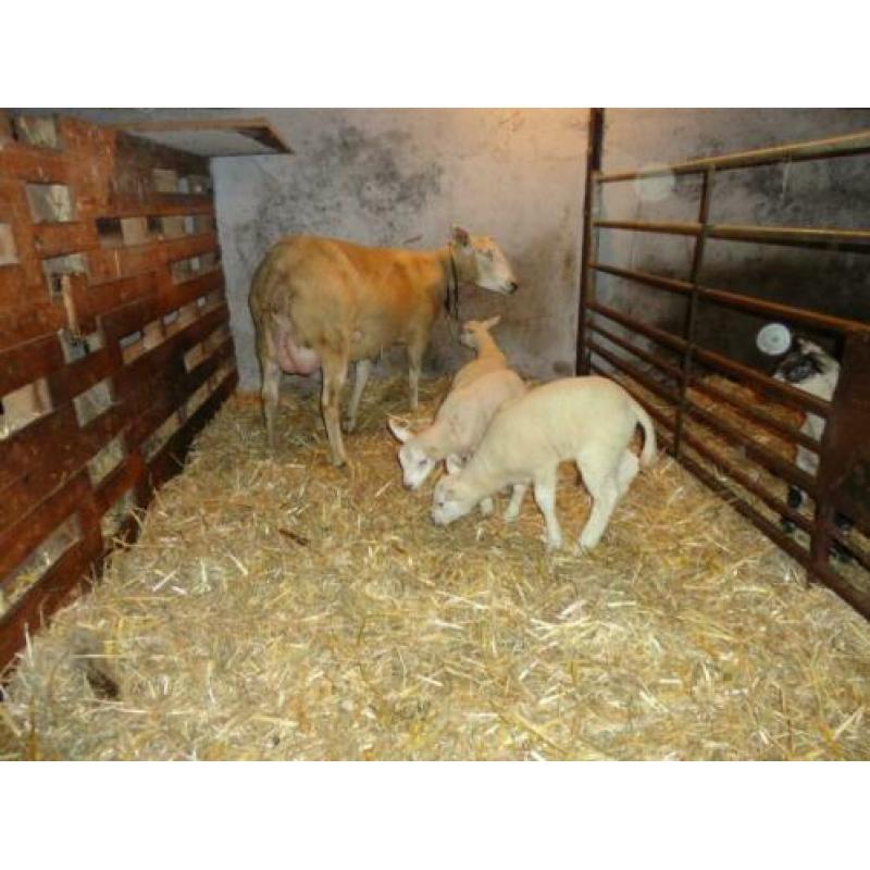 Schaap met drie lammeren