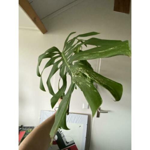 Grote monstera variegata kopstek 3 bladeren borsigiano/bonte