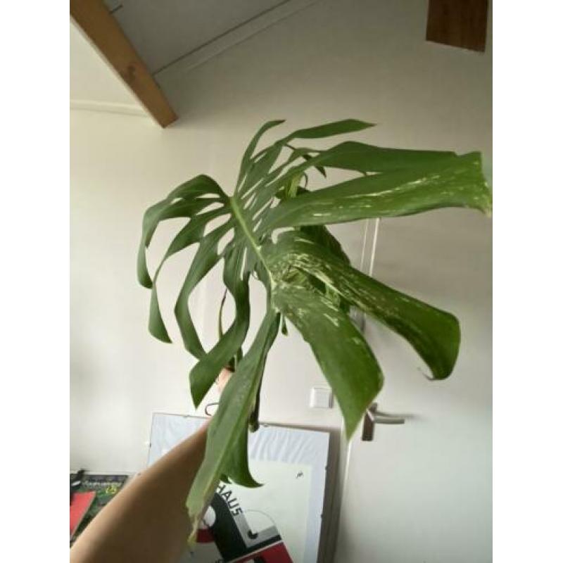 Grote monstera variegata kopstek 3 bladeren borsigiano/bonte