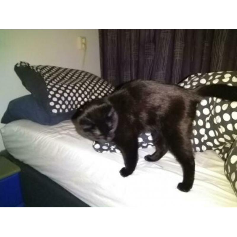 2 lieve poezen (europese korthaar)
