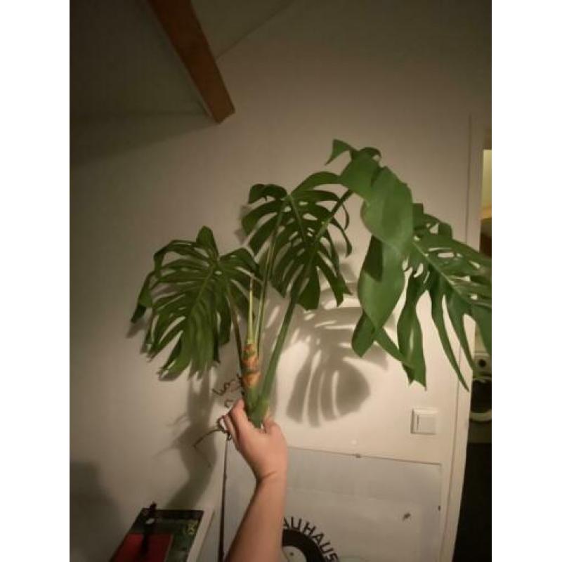 Grote monstera variegata kopstek 3 bladeren borsigiano/bonte