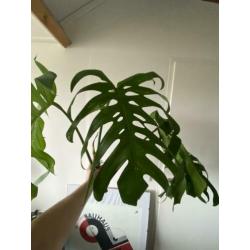 Grote monstera variegata kopstek 3 bladeren borsigiano/bonte