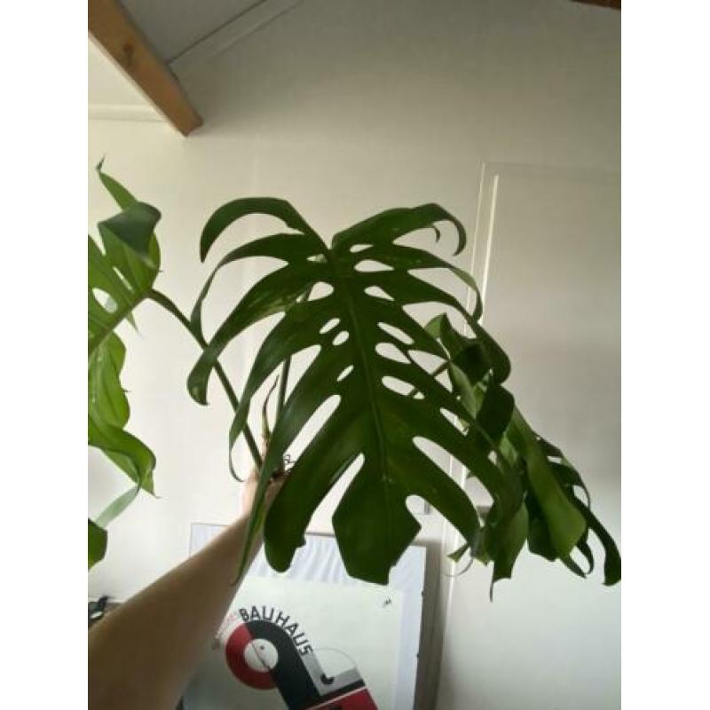 Grote monstera variegata kopstek 3 bladeren borsigiano/bonte