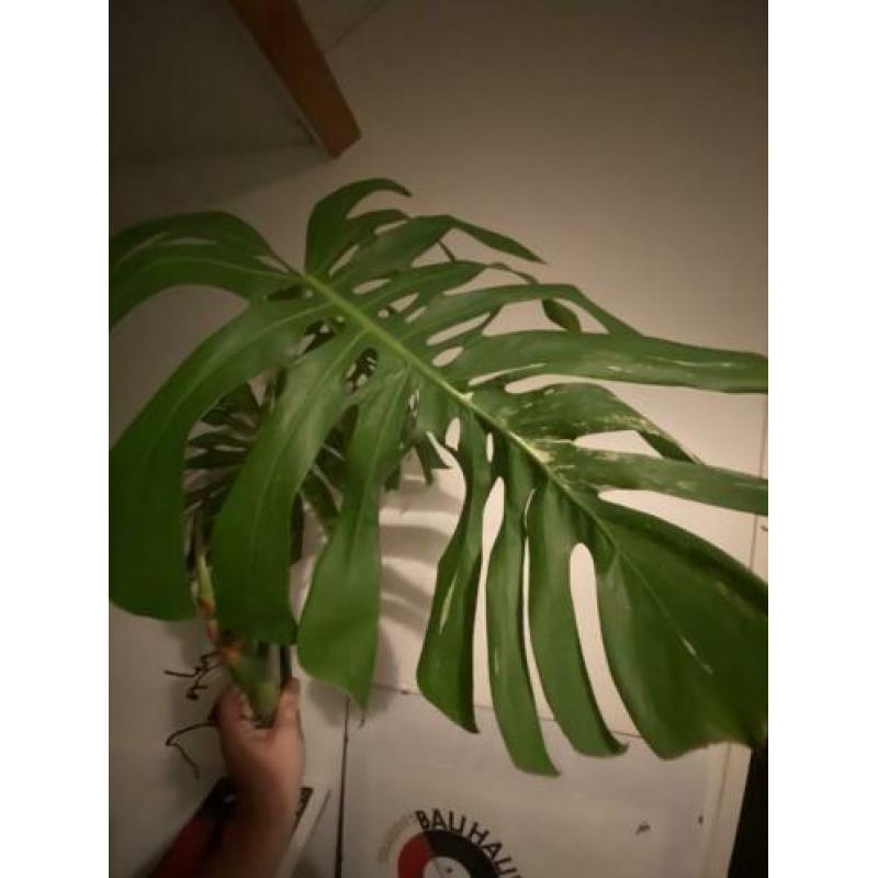 Grote monstera variegata kopstek 3 bladeren borsigiano/bonte