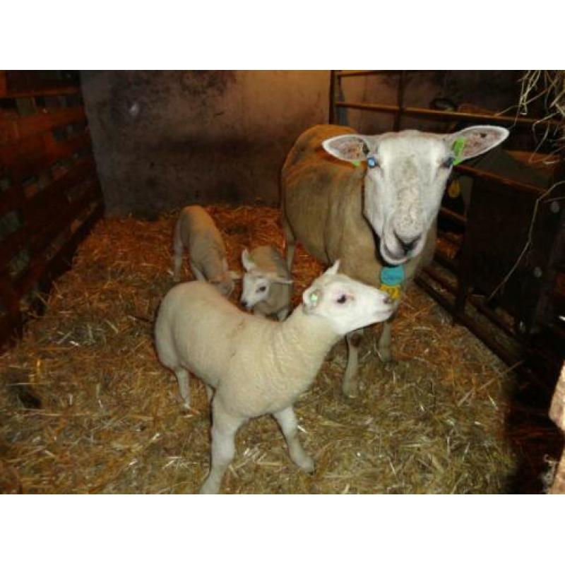Schaap met drie lammeren