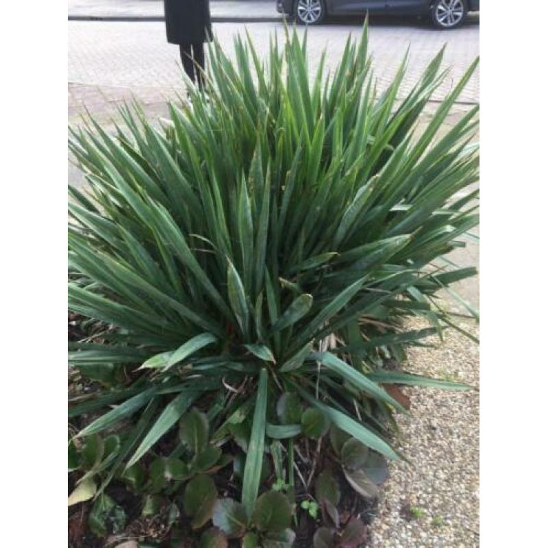 Te koop Yucca 2 stuks.