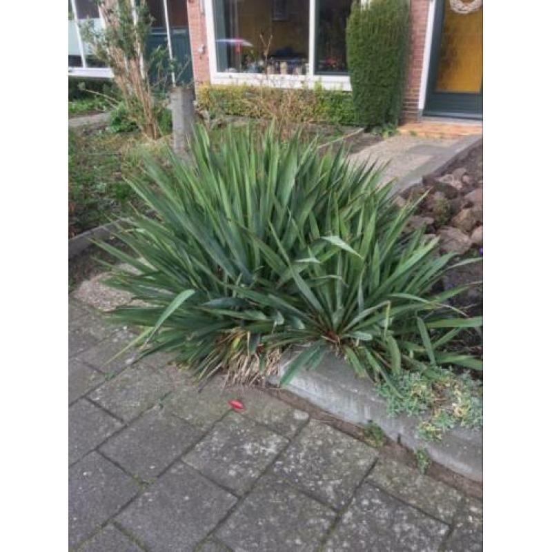 Te koop Yucca 2 stuks.