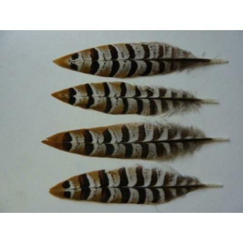 4 stuks reeves fazant veren prachtige a-kwaliteit!