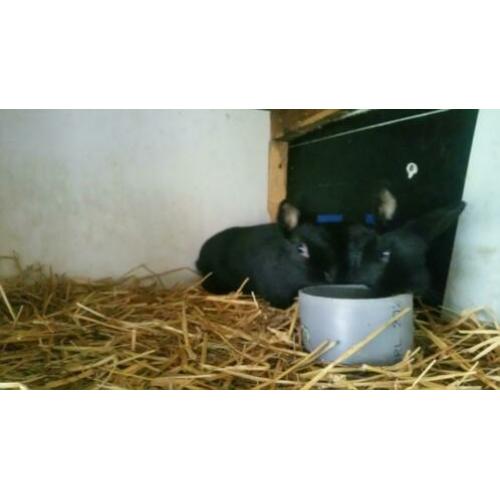 jonge dwergkonijnen kleur zwart