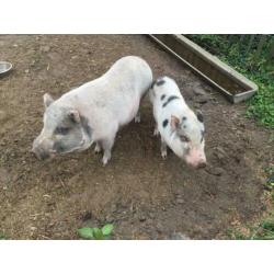 2 (mini)varkens