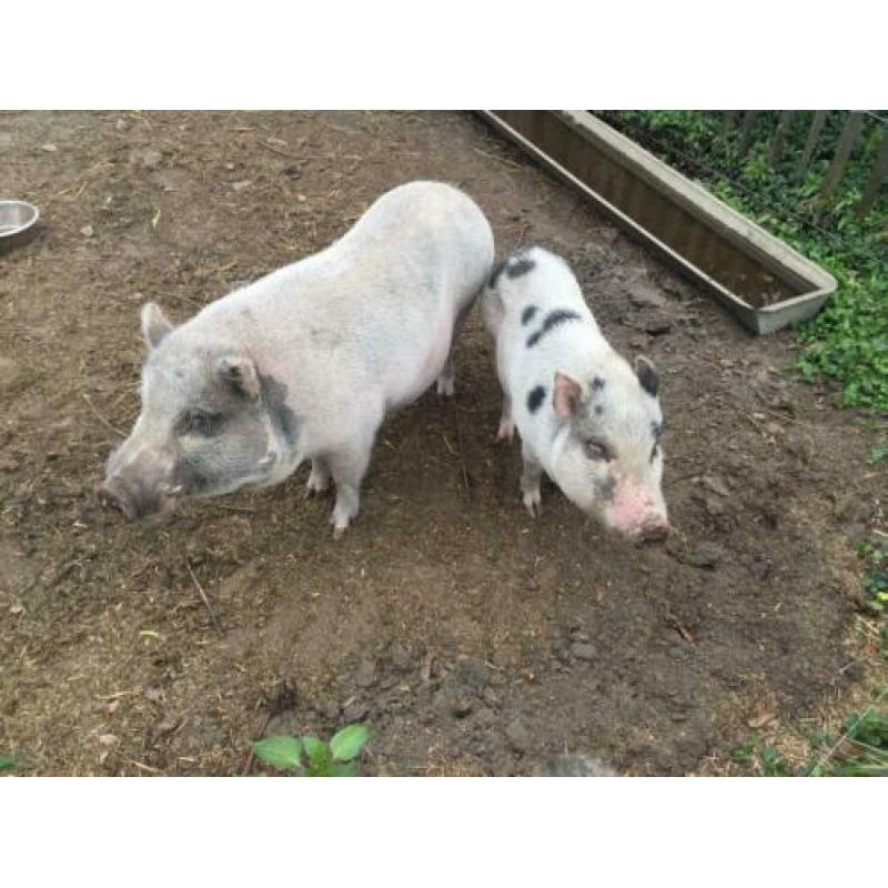 2 (mini)varkens