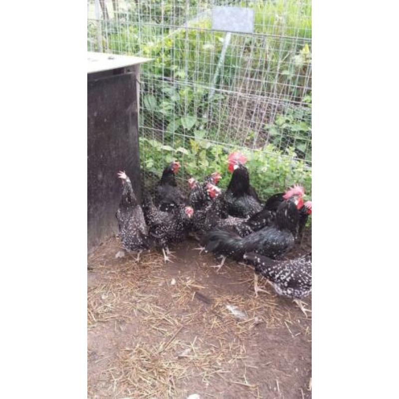 gezocht ras kippen groot en kriel
