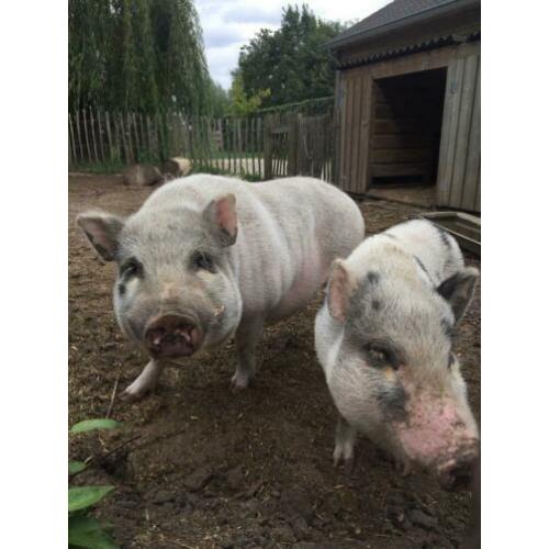 2 (mini)varkens