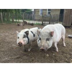 2 (mini)varkens