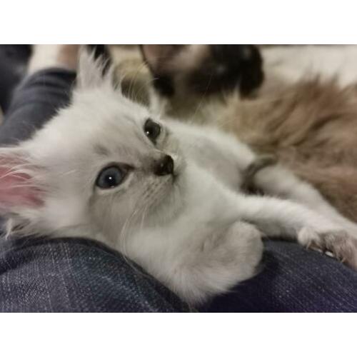 Kruising ragdoll kitten