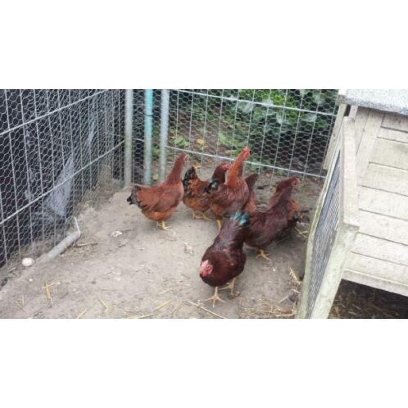 gezocht ras kippen groot en kriel