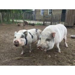 2 (mini)varkens
